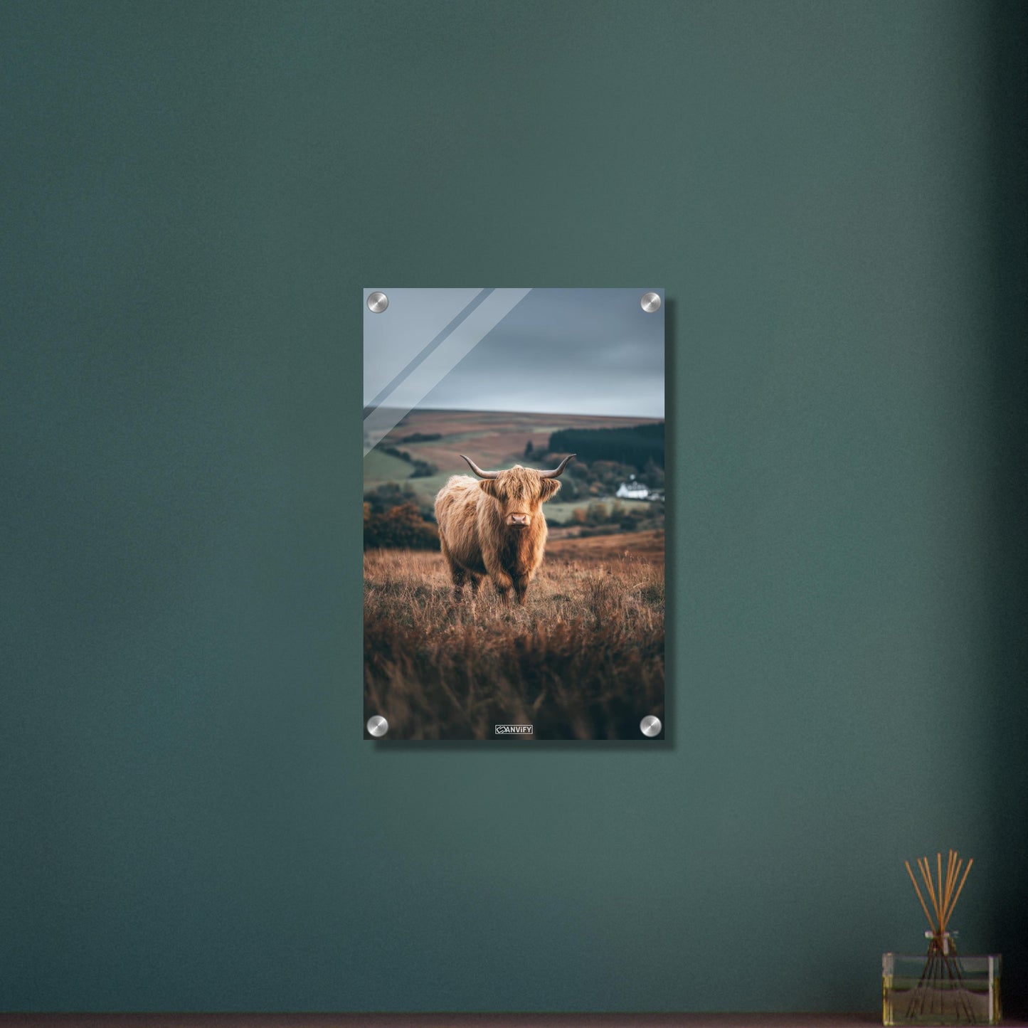 Hochlandrind auf einem Feld in Schottland auf einem Acrylbild