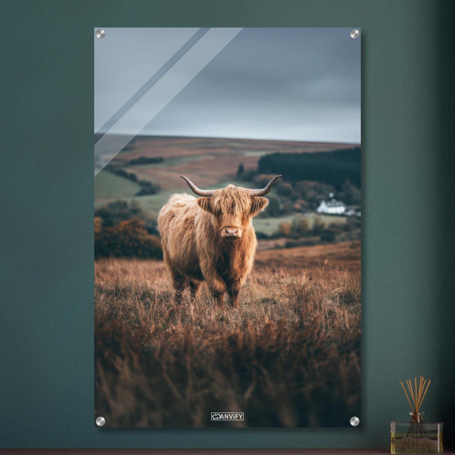 Hochlandrind auf einem Feld in Schottland auf einem Acrylbild
