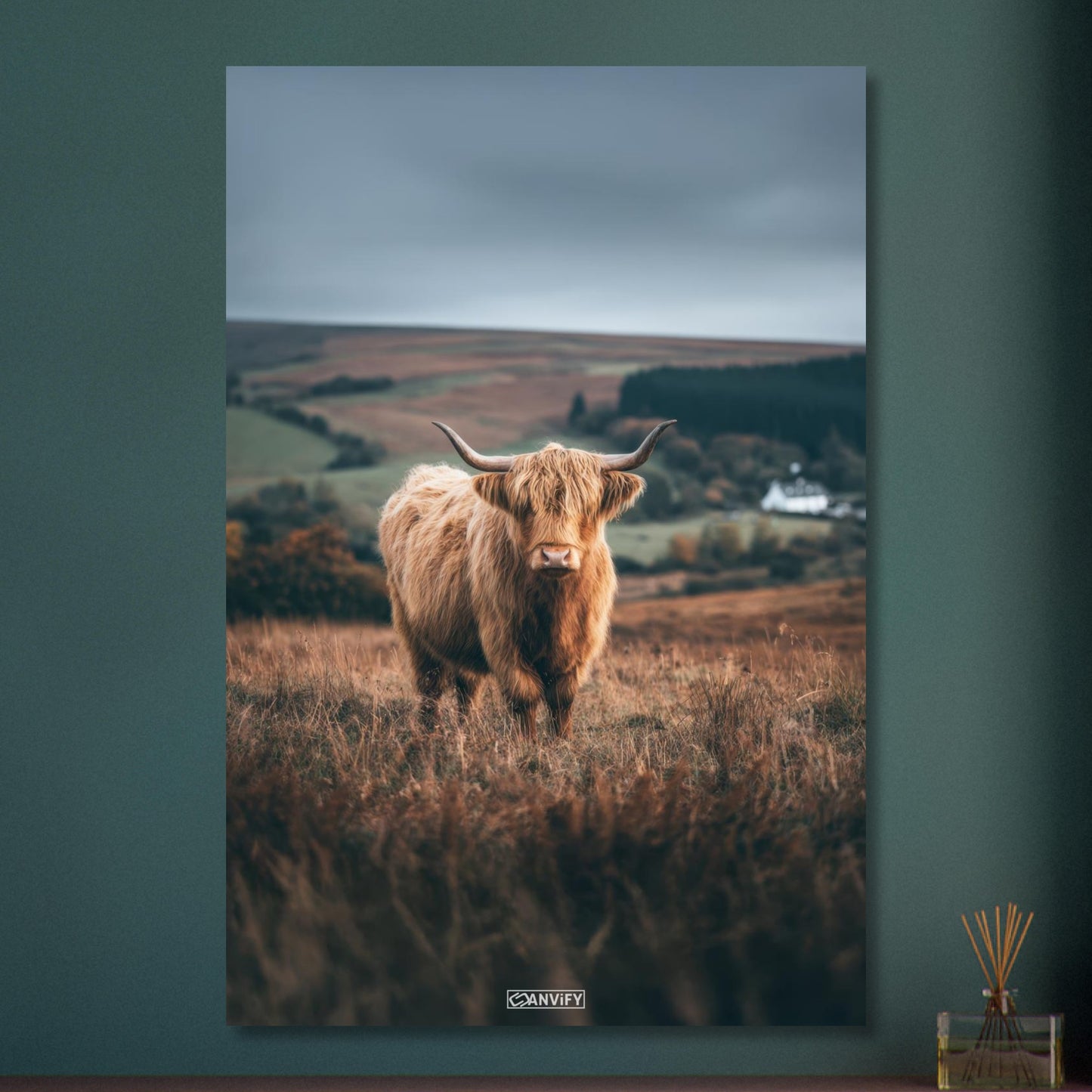 Hochlandrind auf einem Feld in Schottland auf Aluminium