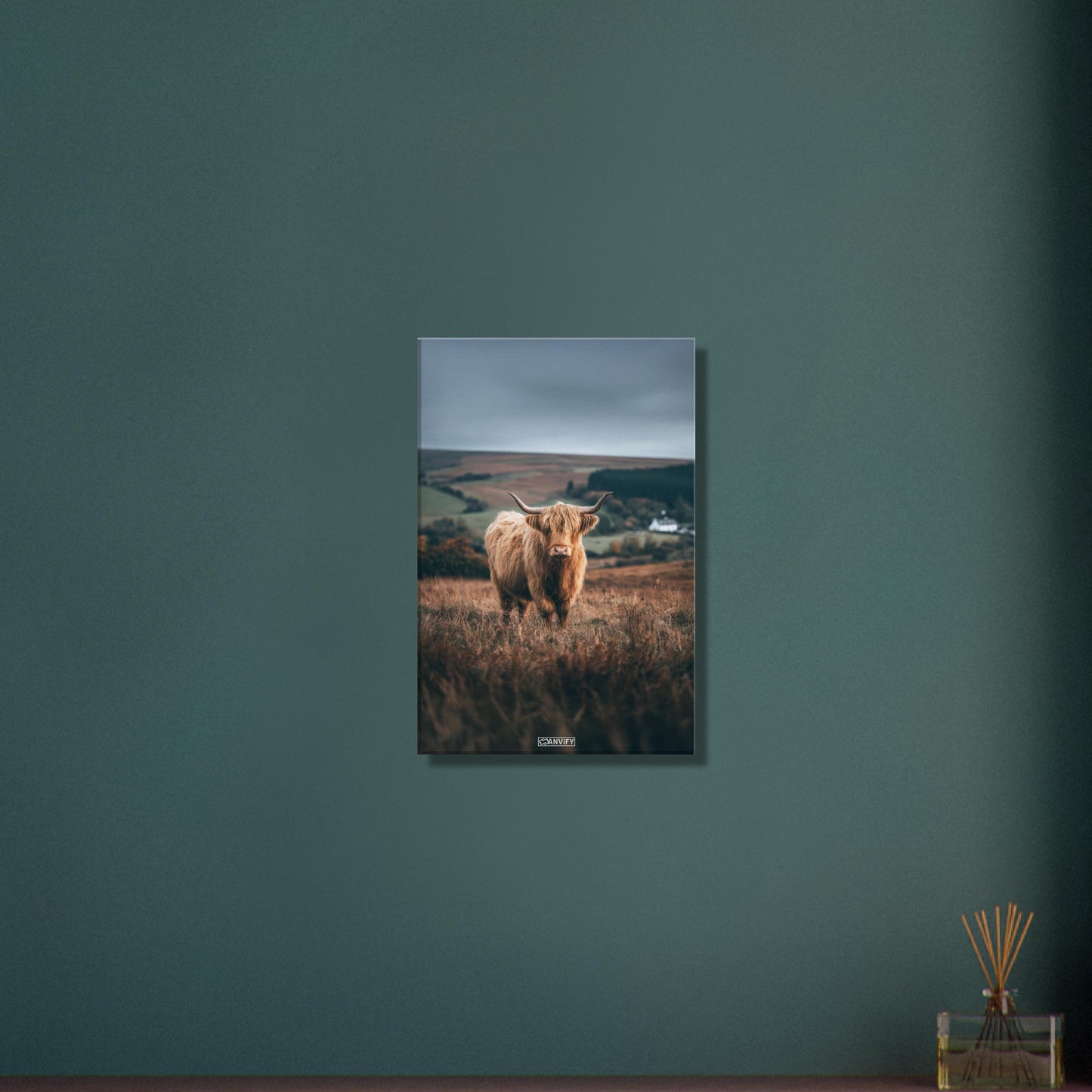 Hochlandrind auf einem Feld in Schottland auf einer Leinwand