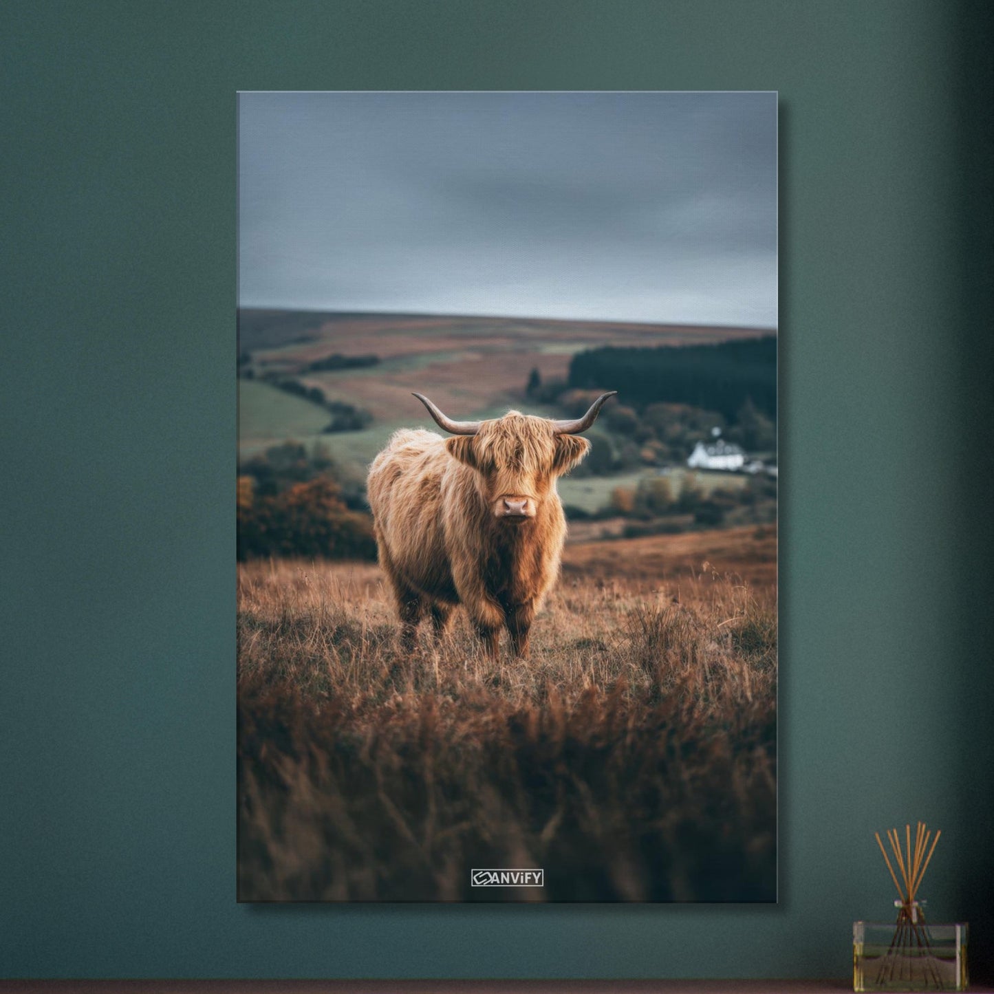 Hochlandrind auf einem Feld in Schottland auf einer Leinwand