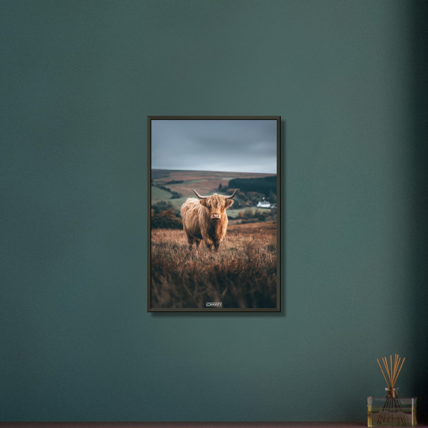 Hochlandrind auf einem Feld in Schottland auf einem Poster im Metallrahmen