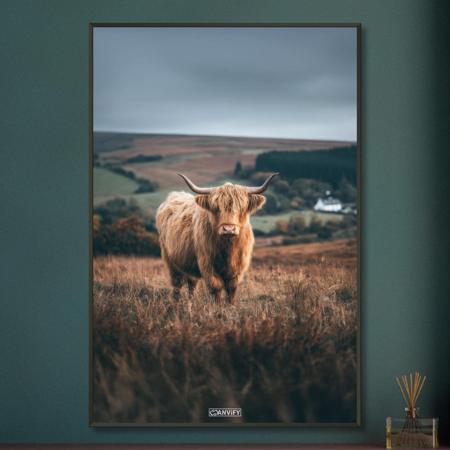 Hochlandrind auf einem Feld in Schottland auf einem Poster im Metallrahmen