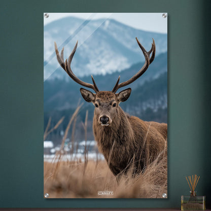 Hirsch mit großem Geweih am offenen Feld neben einem Nadelwald auf einem Acrylbild