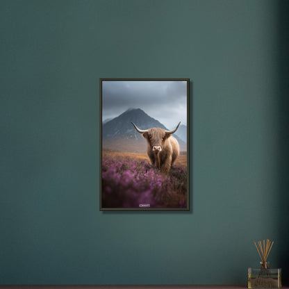 Schottisches Hochlandrind in den Bergen auf einem Poster im Metallrahmen