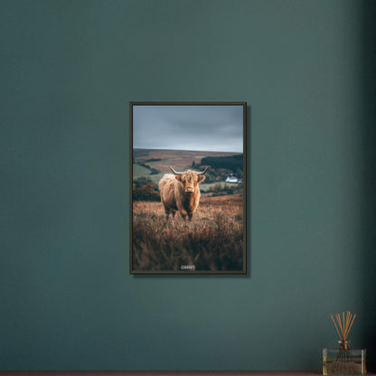 Hochlandrind auf einem Feld in Schottland auf einem Poster im Metallrahmen