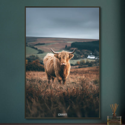 Hochlandrind auf einem Feld in Schottland auf einem Poster im Metallrahmen