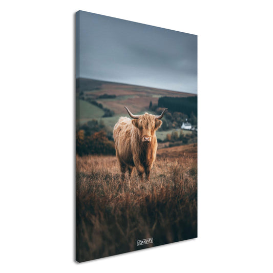 Hochlandrind auf einem Feld in Schottland auf einer Leinwand