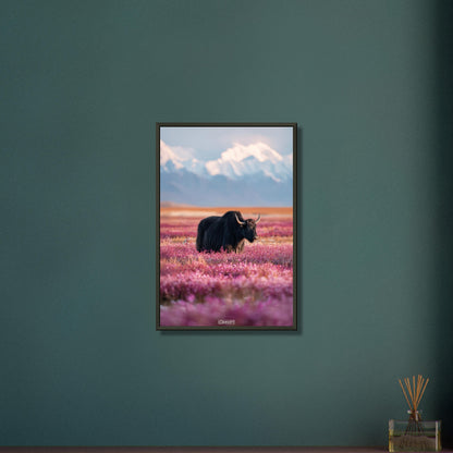 Schwarzer tibetanischer Yak auf einer Blumenwiese mit schneebedeckten Bergen im Hintergrund auf einem Poster im Metallrahmen